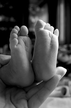 Baby feet in mother's hands, black and white image