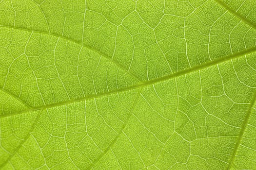 Green leaf macro shot