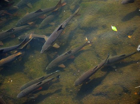 Trouts in mountain river in Karlovy Vary Czechia