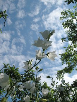 White bell flowers on blue sky background