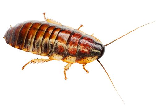 The African big cockroach on a white background