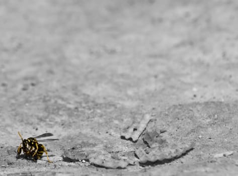 A wasp attacking and killing an ant Part 1