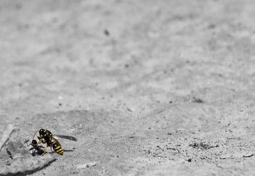 A wasp attacking and killing an ant Part 2