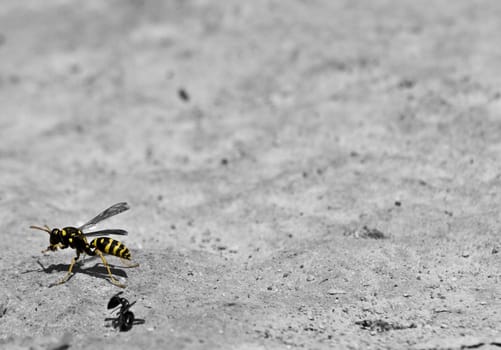 Mediterranean wasp cleaning itself after attacking and killing an ant