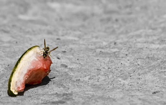 Mediterranean wasp feeding on a piece of discarded watermelon
