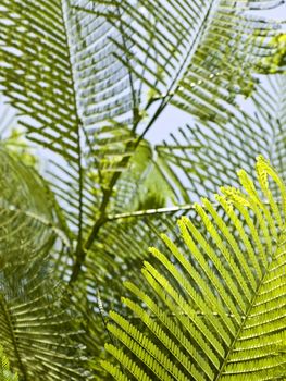 Detail of tropical fern leaves during summer