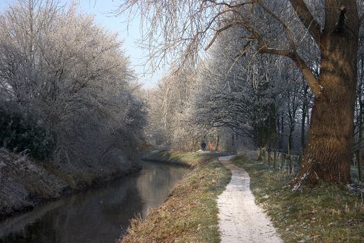 trees; lake; winter; mirror; water; frost; sun