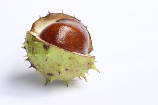 Bunch of chestnuts isolated on a white background.