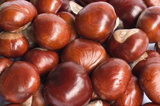 Large group of conkers all grouped together