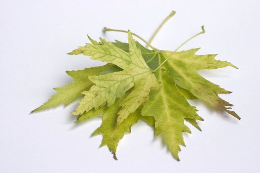 autumn, brown, fall, isolated, leaf, leaves, park, seasons, tree, trees