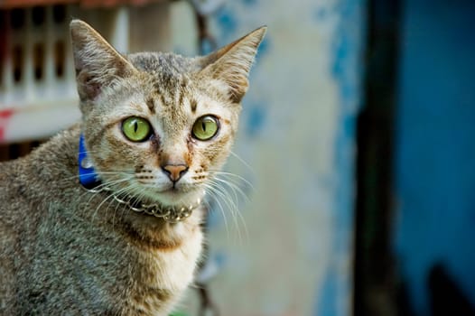 cat closeup