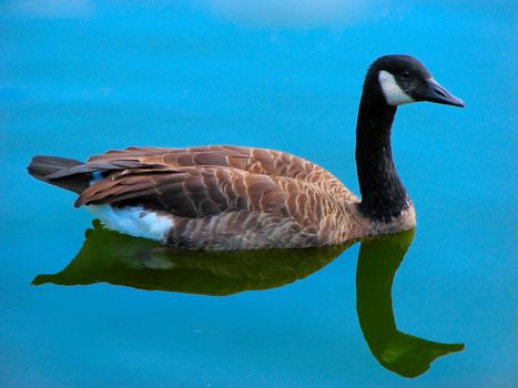 Goose in the blue water, summer, sky