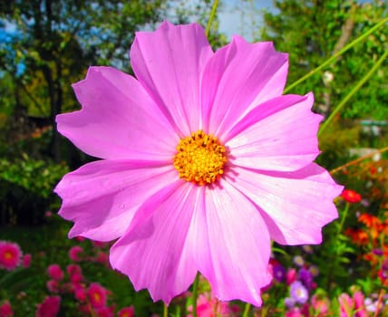 pink cosmos flower in the green garden