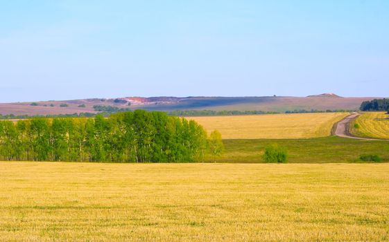 Autumn landscape with yellow fields and green wood