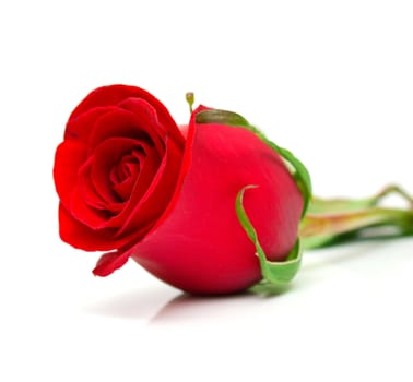 Red rose with green leaves. Isolation on white background. Shallow DOF