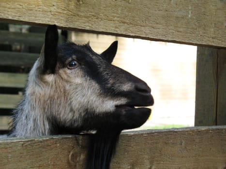 Goat in zoo Saint-Petersburg Russia