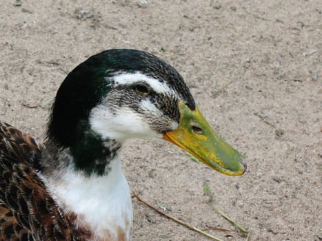 Duck in zoo Saint-Petersburg Russia