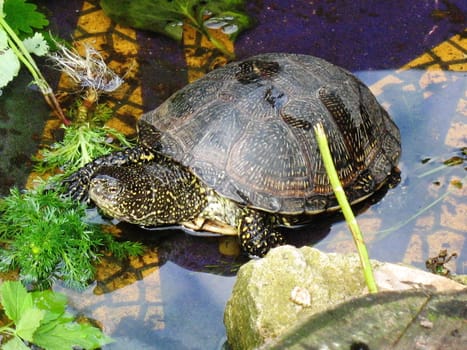 Turtle in zoo Saint-Peterspurg Russia