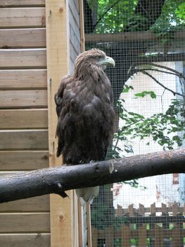 Eagle in zoo Saint-Petersburg Russia