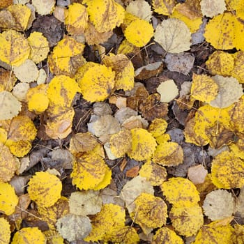 Yellow autumn leaves on a surface of the ground