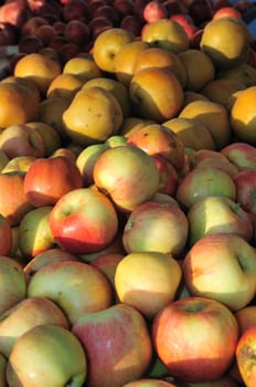 Farmer's market Gala apples and asian pears