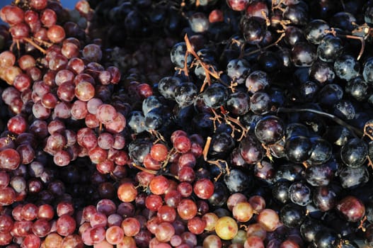 A large heap of red and black grapes at a farmer's market