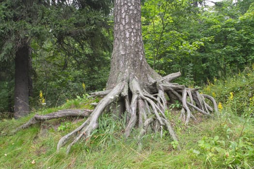 The big image of tree with spreading roots