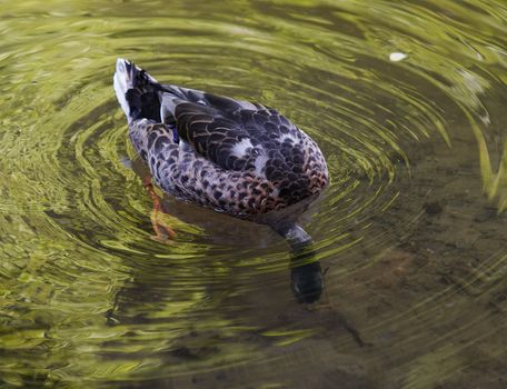 Shot of the wild duck - diver