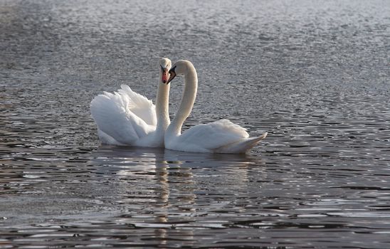 Shot of the swans on the river