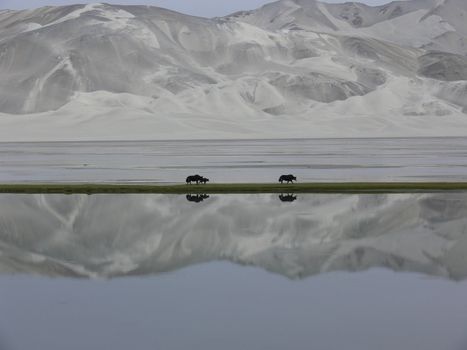 Yaks are mirrored in the lake as they traverse a strip of green in front of Kumtagh, the great sandy mountain in Xinjiang, Western China