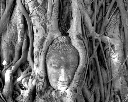 the head of a statue of the Buddha is held by the roots of a strangler fig. Wat Mahatat, Ayutthaya, Thailand