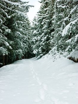 Snow covered footpath beside snowy fir trees at winter forest