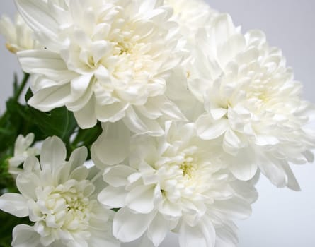 white flowers with leaves green on grey background