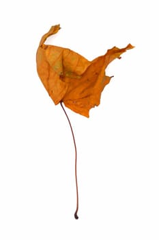 A dry leaf on the white background