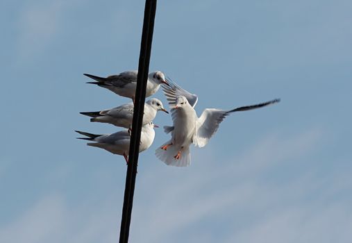 Shot of the flying gull - laughing gull