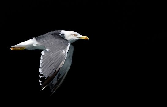 Flaying seagull over black background