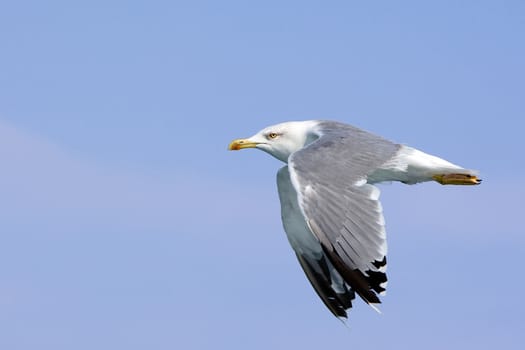 Flaying seagull over light blue sky