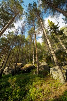 Summer northern green wood on a mountain slope