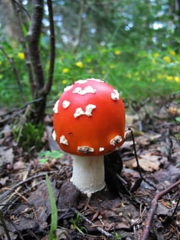 Fly agaric mushrom growing  in the forest.