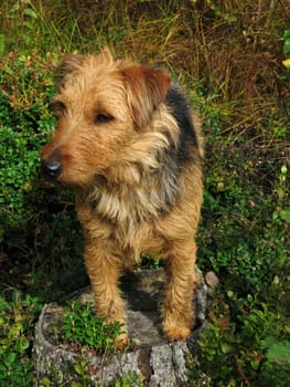 Dog wales terrier seated on the stump in forest