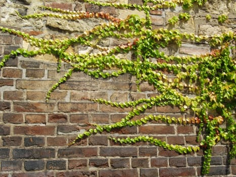 Ivy growing on the wall