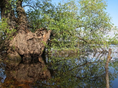 Old willow tree fallen in water