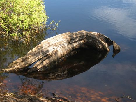 Old tree fallen in water