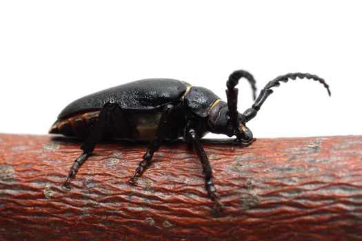 large black beetle on branch isolated on white