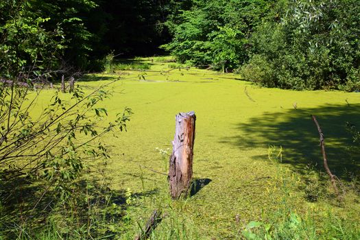 stump in green summer bog