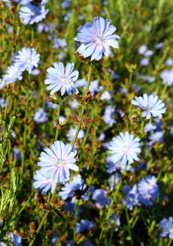 blossom chicory flowers on summer meadow