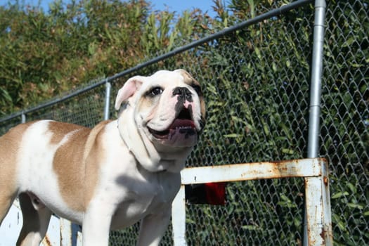 Cute puppy bulldog outside in a park. 