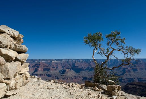 Green tree in the Grand Canyon over blue sky