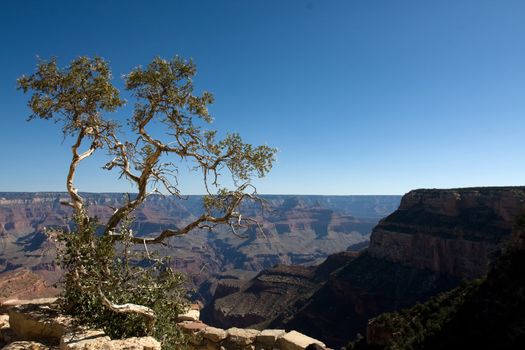 Green tree on the Grand Canyon over blue sky
