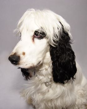 black and white cocker spaniel looking thoughtful